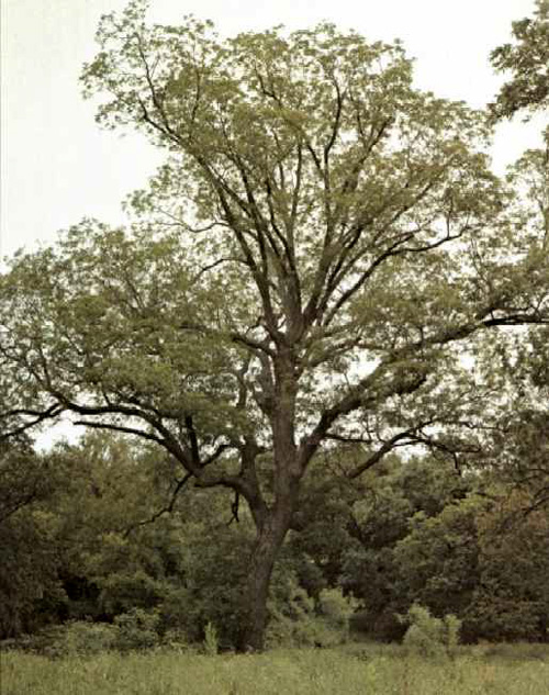 San Saba Mother Pecan-1969